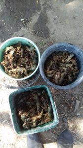 20170718_140210.jpg