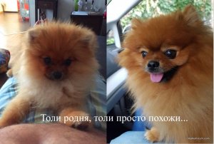 шпиц12.jpg