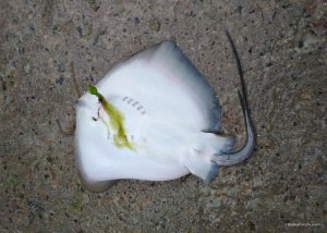 IMG_20170713_185710.jpg