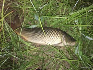 IMG_1195.JPG