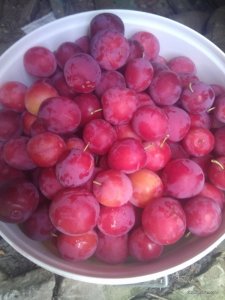IMG_20170722_150605.jpg