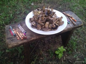 IMG_20170722_192106.jpg