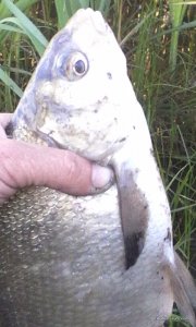 IMG_20170724_063716.jpg