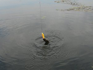 IMG_3667.JPG