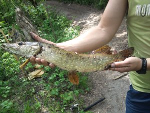 IMG_20120505_120956.jpg