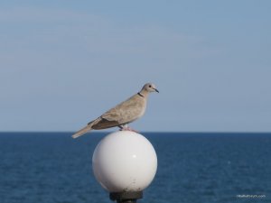 IMG_4361.JPG