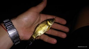 IMG_20170805_203401.jpg