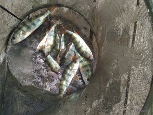 IMG_20170806_104902.jpg