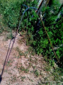 IMG_20170808_145652.jpg