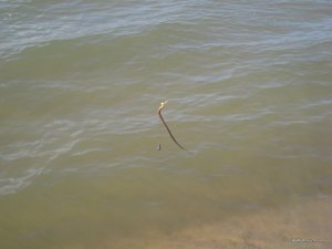 IMG_8428[1].JPG