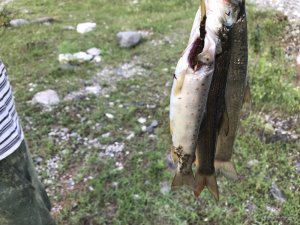 IMG_2104.JPG