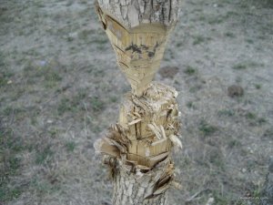 IMG_0012.JPG