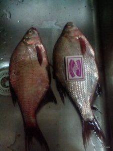 IMG_20170820_202704.jpg