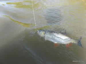 IMG_2581.JPG