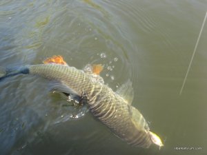 IMG_2583.JPG