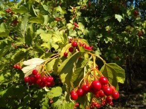 IMG_20170820_112903.jpg