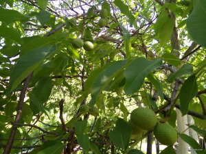 IMG_20170820_112837.jpg