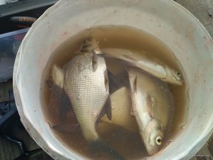 IMG_2017-08-25_093755.jpg