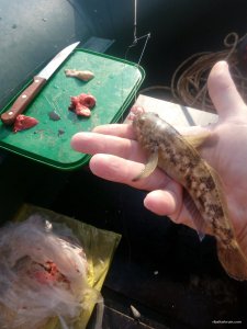 IMG_20170828_084118.jpg
