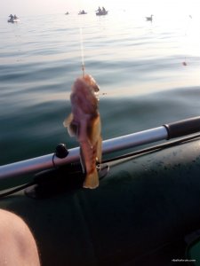 IMG_20170828_071748.jpg