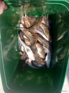 IMG_20170828_103032.jpg