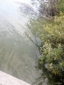 IMG_20170826_124817.jpg