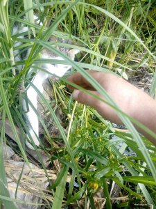 IMG_20170826_115900.jpg