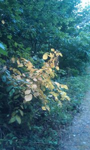 IMAG0040.jpg