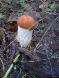 DSC02958.JPG