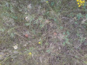 DSC02966.JPG