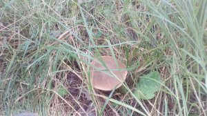 IMG_20170906_142051.jpg
