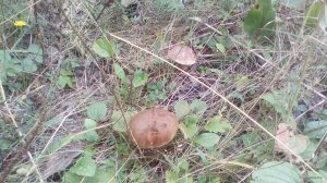 IMG_20170906_142105.jpg