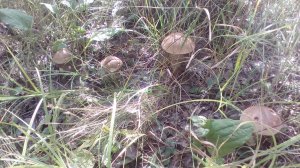 IMG_20170906_142438.jpg