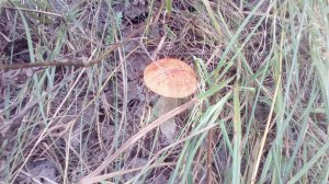 IMG_20170906_142627.jpg