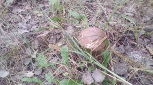 IMG_20170906_144220.jpg