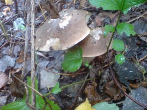 DSC02974.JPG