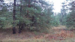IMG_20170908_074901.jpg