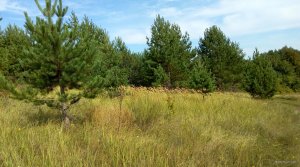 IMG_20170910_141947.jpg