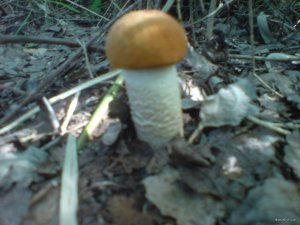 DSC02984.JPG
