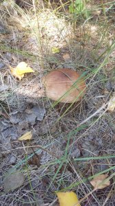 IMG_20170912_124909.jpg