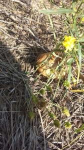 IMG_20170912_115430.jpg