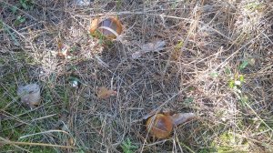 IMG_20170912_114026.jpg