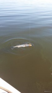 IMG_20170917_084510.jpg