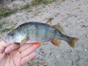 20170917_062736.jpg