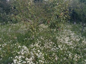 IMG_20170909_154837.jpg