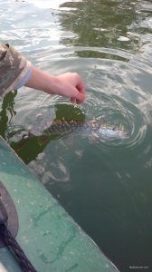 IMG_20170924_162926.jpg