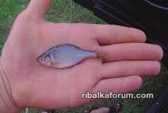 горчак.jpg