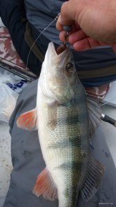 IMG_20170930_081332.jpg