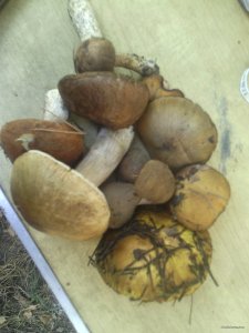 IMG_20170917_162520.jpg