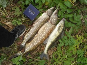 IMG_20171002_1450531.jpg